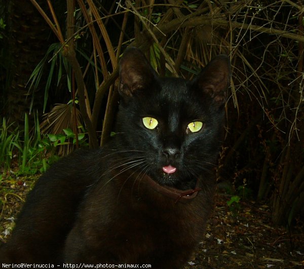 Photo de Chat domestique