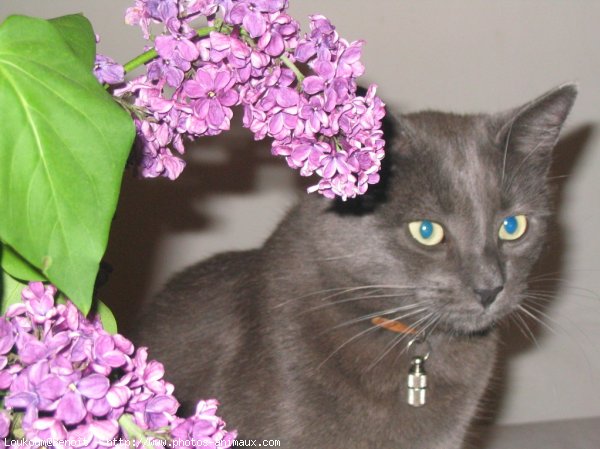 Photo de Chartreux