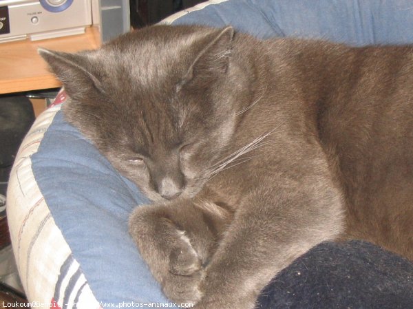 Photo de Chartreux