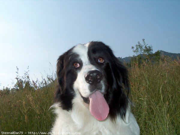 Photo de Landseer (type continental europen)