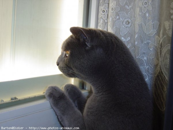 Photo de Chartreux