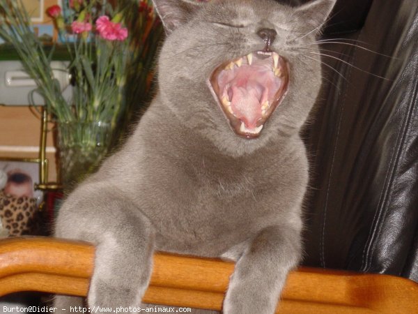 Photo de Chartreux