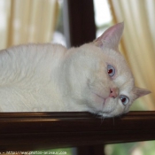 Photo de British shorthair