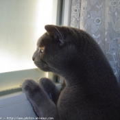 Photo de Chartreux