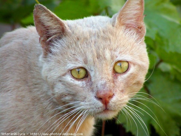 Photo de Chat domestique