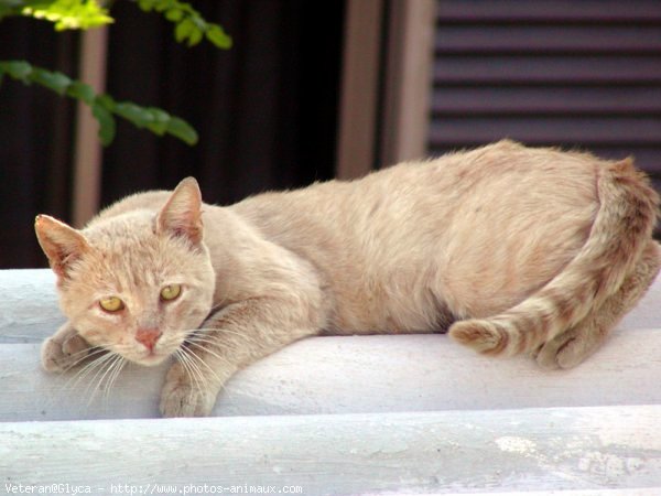 Photo de Chat domestique