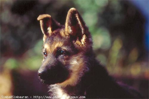 Photo de Berger allemand  poil court