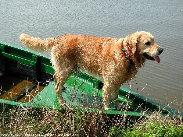 Photo de Golden retriever