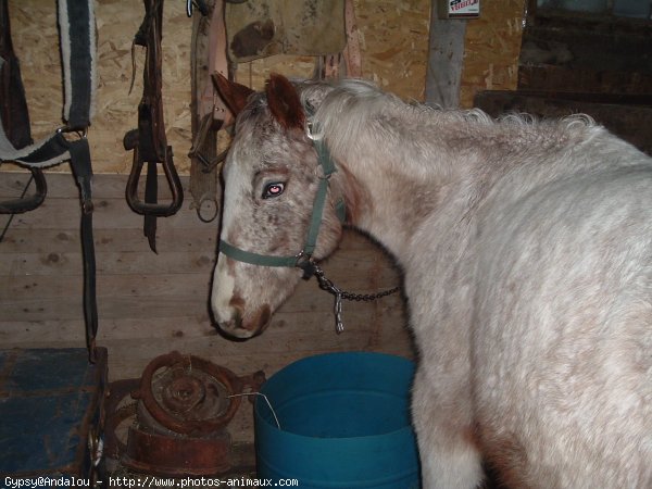 Photo d'Appaloosa