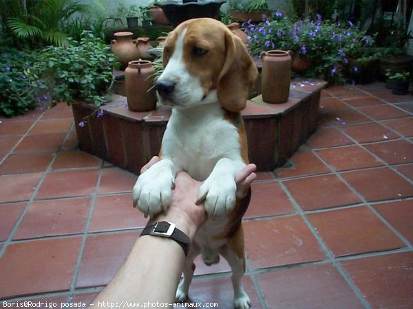 Photo de Beagle