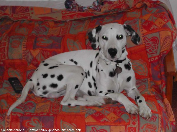 Photo de Dalmatien