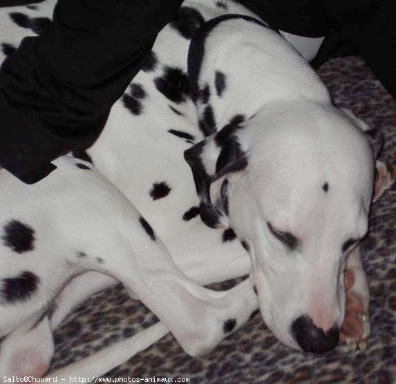 Photo de Dalmatien