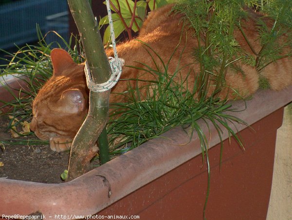 Photo de Chat domestique