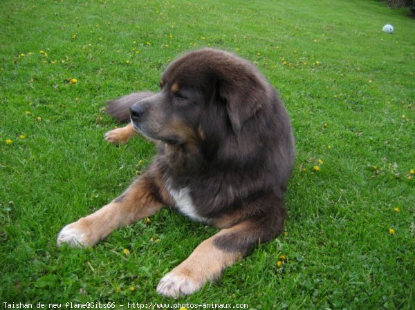 Photo de Dogue du tibet