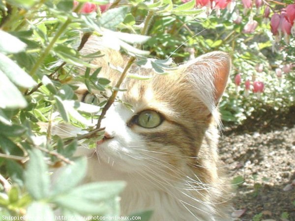 Photo de Chat domestique