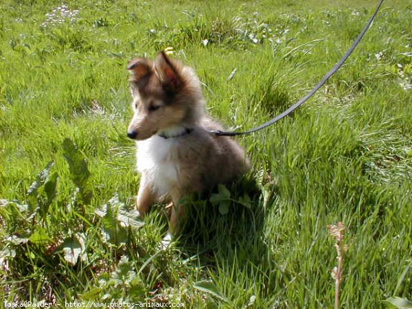 Photo de Chien de berger des shetland