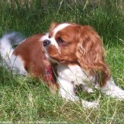 Photo de Cavalier king charles spaniel