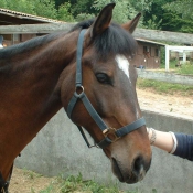 Photo de Poney franais de selle