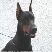 Photo de Dobermann