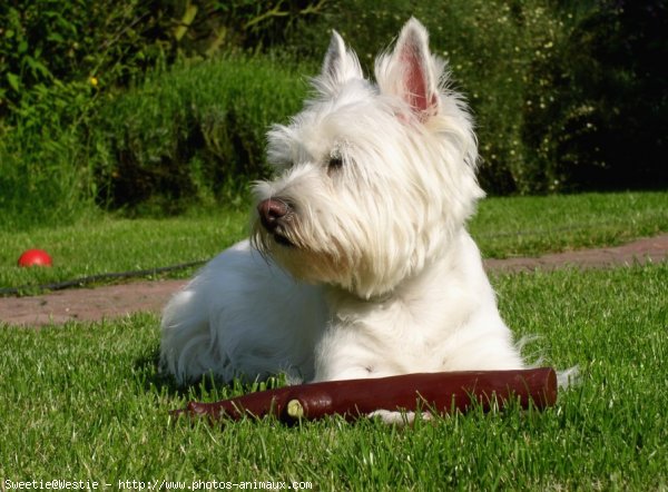 Photo de West highland white terrier