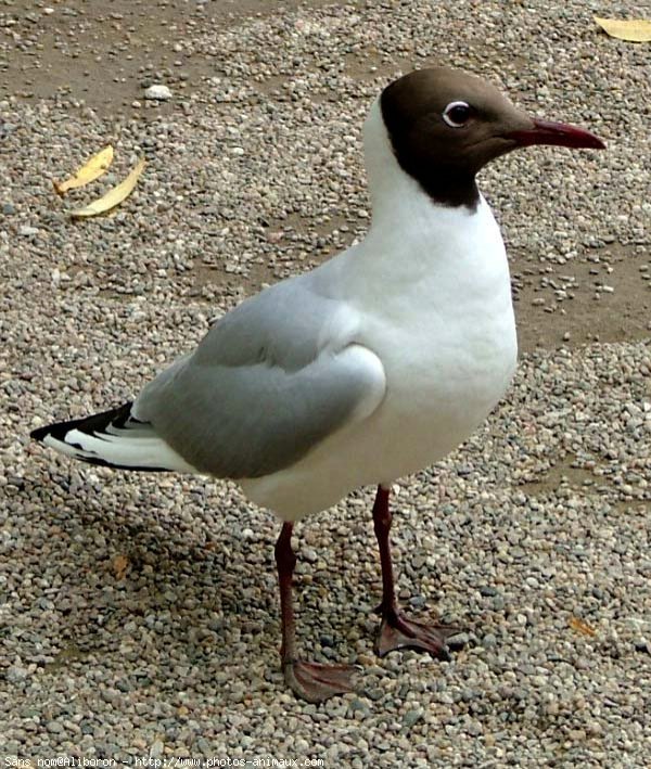 Photo de Mouette