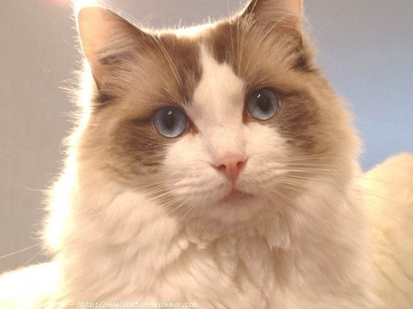 Photo de Ragdoll