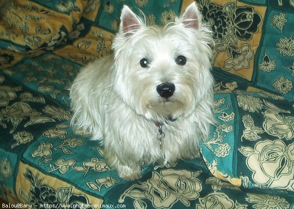 Photo de West highland white terrier