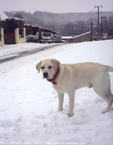 Photo de Labrador retriever