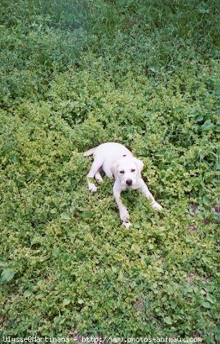 Photo de Labrador retriever