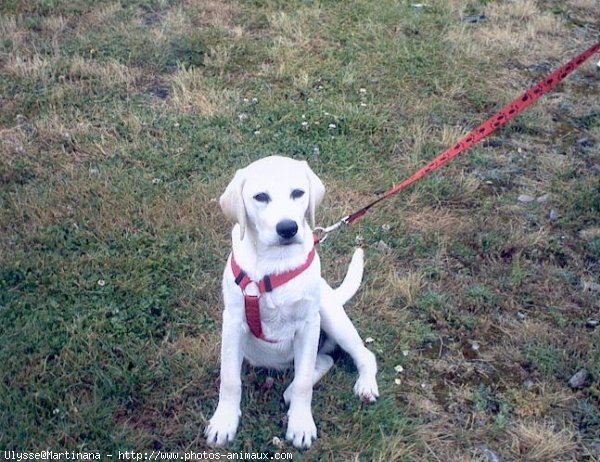 Photo de Labrador retriever