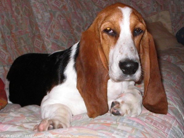 Photo de Basset hound