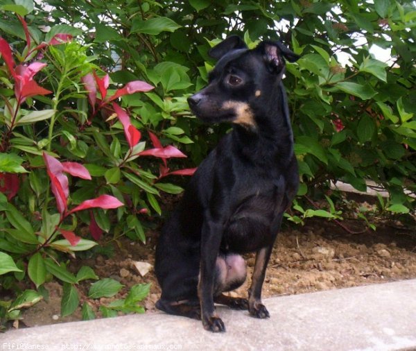 Photo de Pinscher nain