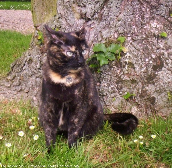 Photo de Chat domestique