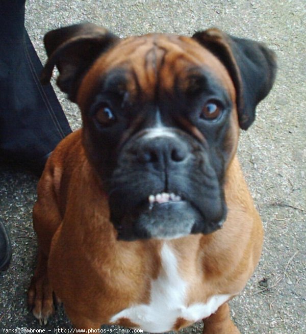 Photo de Boxer