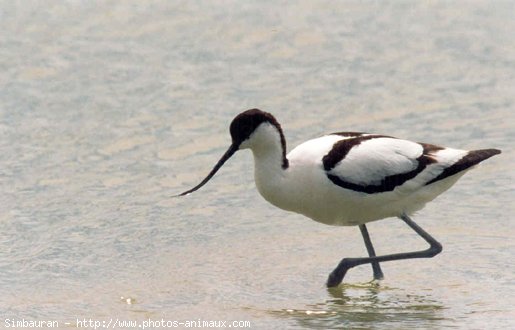 Photo d'Avocette