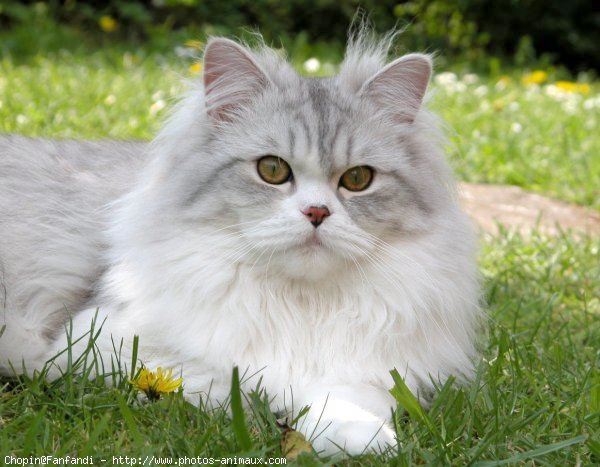 Photo de British longhair