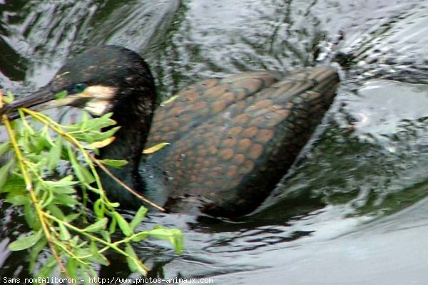 Photo de Cormorans hupps