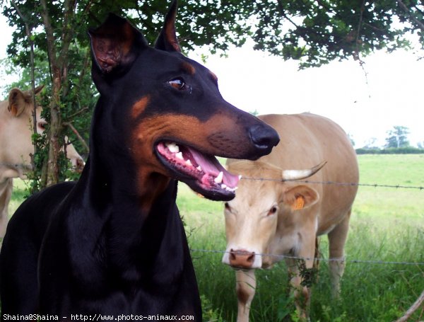 Photo de Dobermann