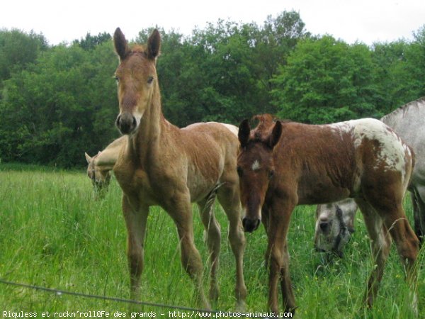 Photo de Races diffrentes