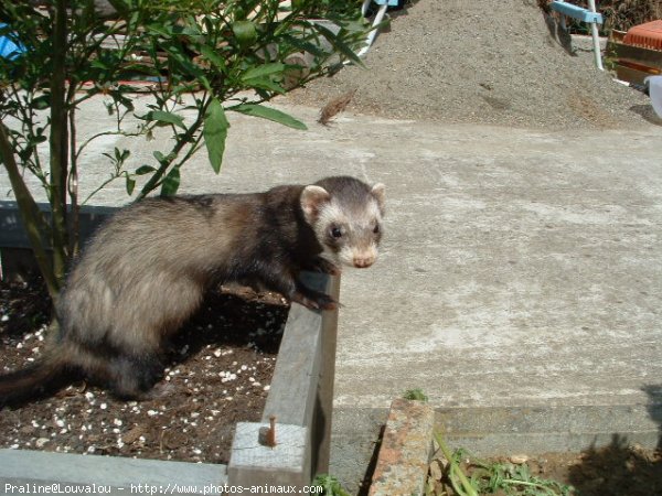 Photo de Furet