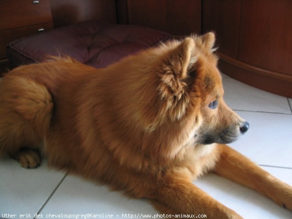 Photo d'Eurasier