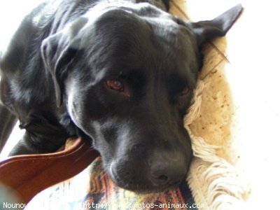 Photo de Labrador retriever