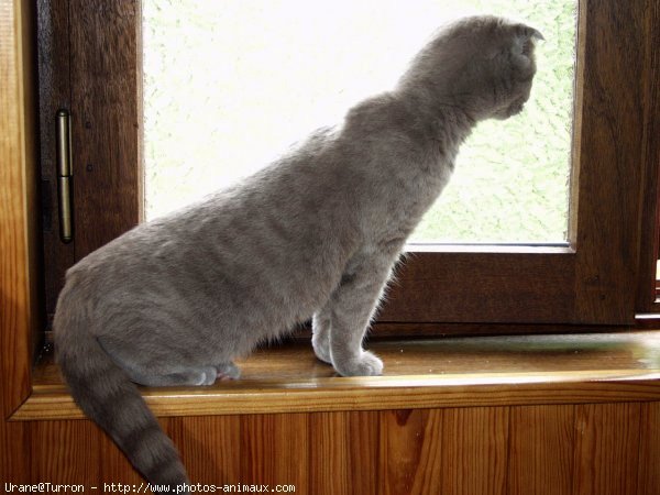 Photo de Scottish fold