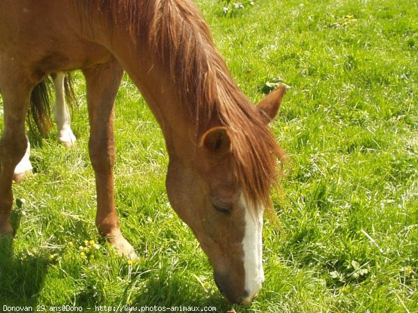 Photo de Races diffrentes