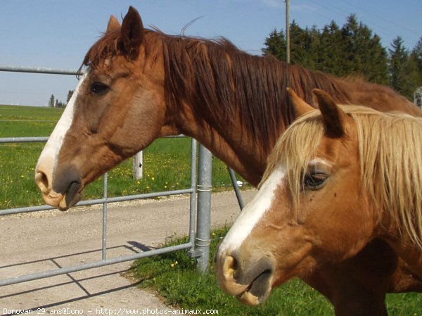 Photo de Races diffrentes