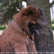 Photo d'Eurasier