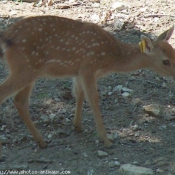 Photo de Cerf