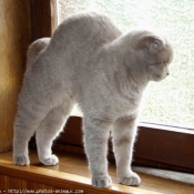 Photo de Scottish fold