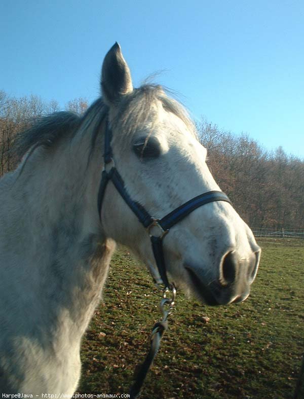 Photo de Poney franais de selle