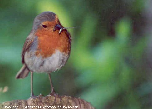 Photo de Rouge gorge